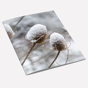 view Snow Teasel Notebook details