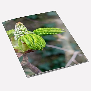 Tree Buds A6 Notebook