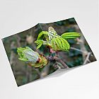 Tree Buds A6 Notebook