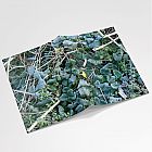 Frosty Leaves Notebook