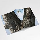 Walnut Tree A6 Notebook