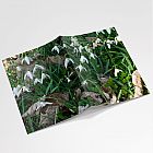 Snowdrops A6 Notebook