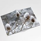 Snow Teasel A6 Notebook